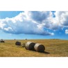 Rotoli di fieno