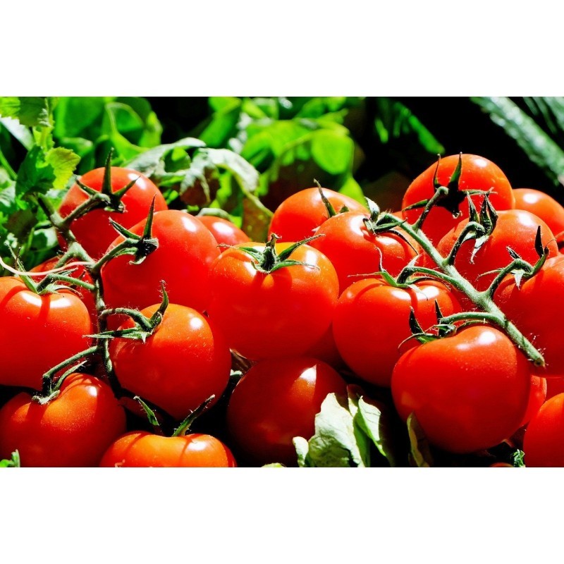 Pomodori da conserva